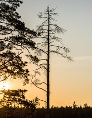 A large silhouette of a dead pine tree against the yellow sunset sky. On the left side, healthy pine branches with needles.