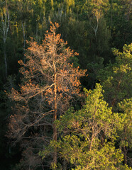 A view from above of a large dead pine tree in the forest, illuminated by the sun. Surrounded by healthy green trees.