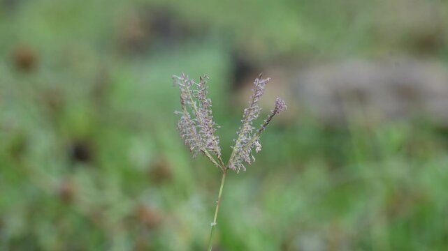 Cynodon dactylon grass flower. Its other names Bermuda,&nbsp;Dhoob,&nbsp;durva,&nbsp;ethana,&nbsp;dubo,&nbsp;dogs tooth grass, Bahama grass,&nbsp;devils grass,&nbsp;couch grass,&nbsp;Indian&nbsp;doab,&nbsp;arugampul,&nbsp;grama,&nbsp;wiregrass&nbsp;and&nbsp;scutch grass