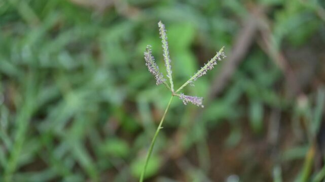 Cynodon dactylon grass flower. Its other names Bermuda,&nbsp;Dhoob,&nbsp;durva,&nbsp;ethana,&nbsp;dubo,&nbsp;dogs tooth grass, Bahama grass,&nbsp;devils grass,&nbsp;couch grass,&nbsp;Indian&nbsp;doab,&nbsp;arugampul,&nbsp;grama,&nbsp;wiregrass&nbsp;and&nbsp;scutch grass