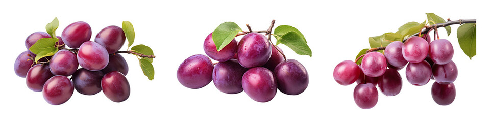 Collection of branches with plums, isolated on a transparent background