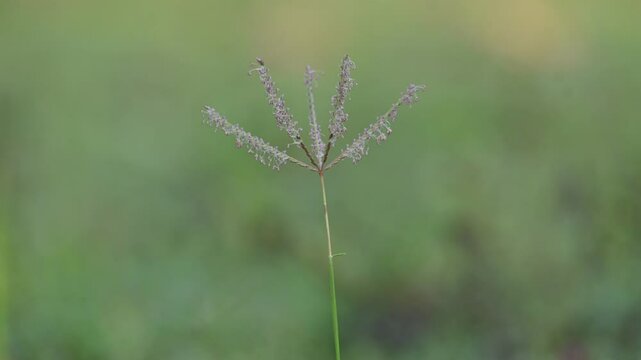 Cynodon dactylon grass flower. Its other names Bermuda,&nbsp;Dhoob,&nbsp;durva,&nbsp;ethana,&nbsp;dubo,&nbsp;dogs tooth grass, Bahama grass,&nbsp;devils grass,&nbsp;couch grass,&nbsp;Indian&nbsp;doab,&nbsp;arugampul,&nbsp;grama,&nbsp;wiregrass&nbsp;and&nbsp;scutch grass