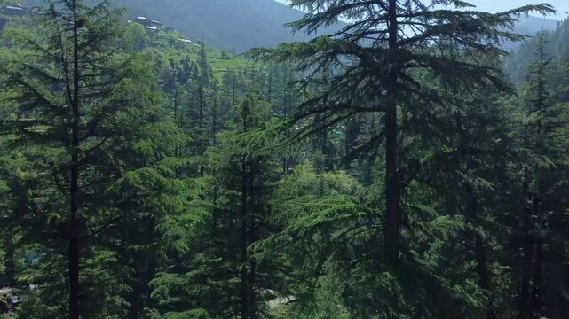 Aerial view short of Jibhi Himachal Pradesh in India. Houses and trees in the mountainous area. Faguli festival is one of the biggest festival in Jibhi. The traditional houses here have stone roofs.