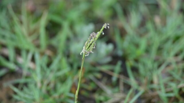 Cynodon dactylon grass flower. Its other names Bermuda,&nbsp;Dhoob,&nbsp;durva,&nbsp;ethana,&nbsp;dubo,&nbsp;dogs tooth grass, Bahama grass,&nbsp;devils grass,&nbsp;couch grass,&nbsp;Indian&nbsp;doab,&nbsp;arugampul,&nbsp;grama,&nbsp;wiregrass&nbsp;and&nbsp;scutch grass