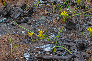 Gagea flowers and green grass growing on ashes and charred ground after a forest and meadow fire