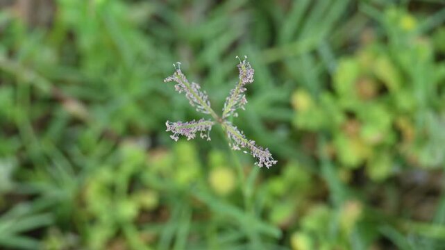 Cynodon dactylon grass flower. Its other names Bermuda,&nbsp;Dhoob,&nbsp;durva,&nbsp;ethana,&nbsp;dubo,&nbsp;dogs tooth grass, Bahama grass,&nbsp;devils grass,&nbsp;couch grass,&nbsp;Indian&nbsp;doab,&nbsp;arugampul,&nbsp;grama,&nbsp;wiregrass&nbsp;and&nbsp;scutch grass