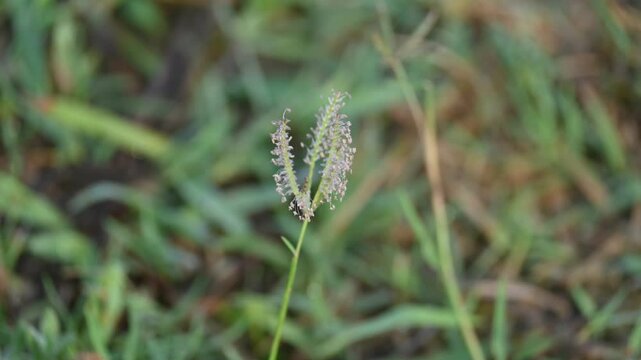 Cynodon dactylon grass flower. Its other names Bermuda,&nbsp;Dhoob,&nbsp;durva,&nbsp;ethana,&nbsp;dubo,&nbsp;dogs tooth grass, Bahama grass,&nbsp;devils grass,&nbsp;couch grass,&nbsp;Indian&nbsp;doab,&nbsp;arugampul,&nbsp;grama,&nbsp;wiregrass&nbsp;and&nbsp;scutch grass
