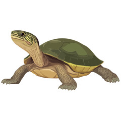 Obraz premium snake-necked turtle, reptile, vector, transparent background, creature, chelidae, turtle, animal, tortoise, cute, shell, nature, wildlife, isolated, amphibian