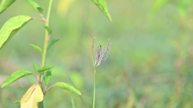Cynodon dactylon grass flower. Its other names Bermuda,&nbsp;Dhoob,&nbsp;durva,&nbsp;ethana,&nbsp;dubo,&nbsp;dogs tooth grass, Bahama grass,&nbsp;devils grass,&nbsp;couch grass,&nbsp;Indian&nbsp;doab,&nbsp;arugampul,&nbsp;grama,&nbsp;wiregrass&nbsp;and&nbsp;scutch grass