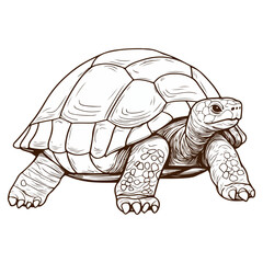 Fototapeta premium sulcata giant tortoise, reptile, vector, transparent background, creature, centrochelys sulcata, turtle, tortoise, animal, slow, nature, isolated, shell, wildlife