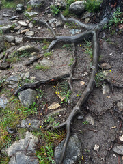 serra da labruja, mountain path of the witch, with tree roots and rocky terrain  along the pilgrimage on the road to Santiago in Portugal
