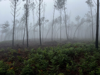 misty morning in the forest on top of a hill with trees bent by heavy wind in the woods on the pilgrimage along the road to Santiago in Portugal