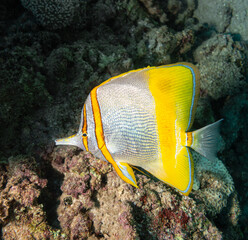 Western Beaked Butterflyfish or Margined Coralfish on the Ningaloo Reef, Western Australia