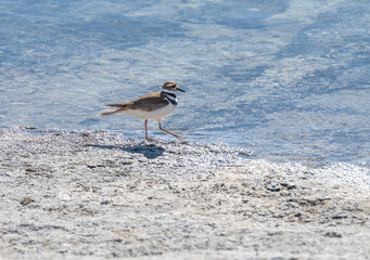 killdeer Plover on the edge of Yellowstone Lake, Yellowstone National Park, Wyoming, USA
