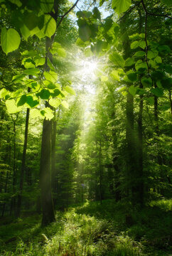 Fototapeta Scenic woodland scene with bright green leaves framing the sun, beautiful beams of light and silhouettes of tree trunks. 