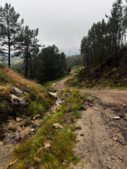 wet rainy day path trough the woods with beautiful landscape leading to the next village on the...