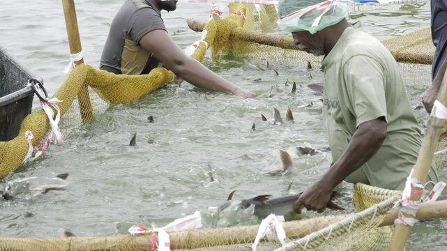  Harvesting the bounty of the sea  A day in the life of a fish farmer