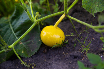 Yellow zucchini on a green bush, healthy food. Fresh vegetable from the garden.