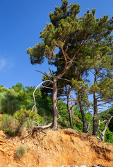 Sun-drenched pine trees cling to a dramatic, eroded hillside, showcasing exposed earth and tenacious roots