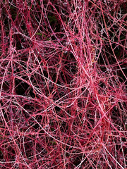 abstract natural plant based red background