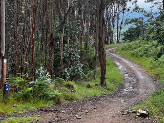 wet rainy day path trough the woods with eucalyptus trees on the pilgrimage along the road to Santiago in Portugal