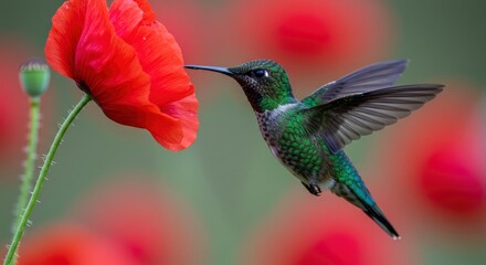 Hummingbird hovering near a vibrant red poppy flower with blurred green background in daylight