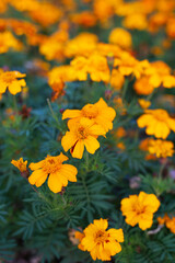 Vibrant orange marigolds bloom profusely in a lush green garden, creating a stunning display of natural beauty