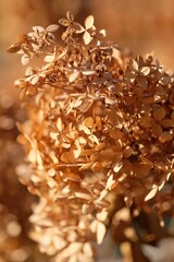 Dried hydrangea flowers in autumn sunlight