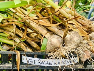 Freshly harvested German Hardneck garlic bulbs