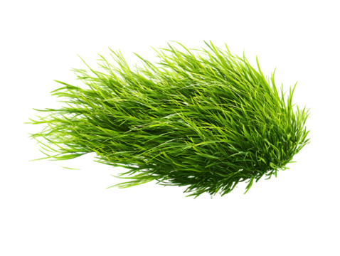 flying fresh green lawn grass on clipping path transprent - Powered by Adobe