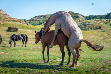 Wild horses in open grasslands, with natural mating behavior observed