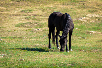 Wild horses in open grasslands