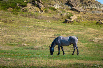Wild horses in open grasslands