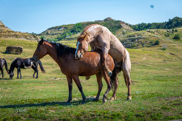 Wild horses in open grasslands, with natural mating behavior observed