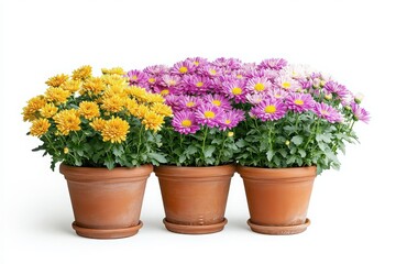 Three chrysanthemum plants in terracotta pots isolated on white background