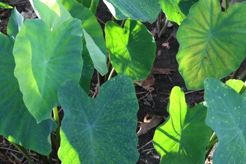 Obraz premium Sun-Kissed Elephant Ear Leaves Displaying Textural Details and Shadow