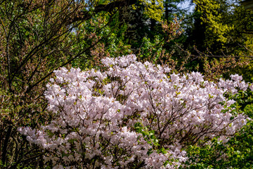 Fototapeta premium A flowering tree in a park against a background of greenery.