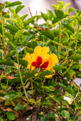 Hibiscus rosa-sinensis pertenece a la familia de Malvaceae.