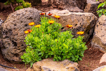 Hibiscus rosa-sinensis pertenece a la familia de Malvaceae.