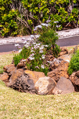 Conjunto de flores al aire libre en Tenerife.