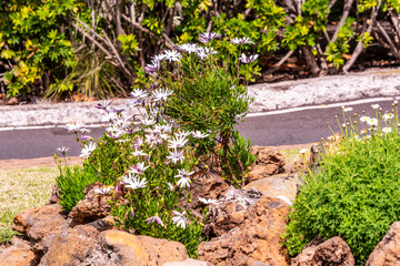 Conjunto de flores al aire libre en Tenerife.