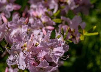 Pink flowers of a flowering tree in close-up.