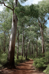 Fototapeta premium Serene forest pathway in lush green woodland with towering trees and clear sky