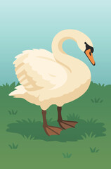 A mute swan standing on grass