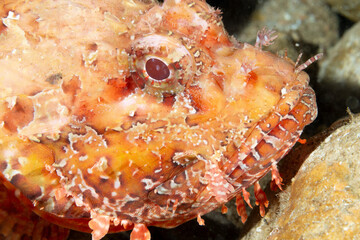 Primo piano di scorfano rosso, Scorpaena scrofa, tra le rocce