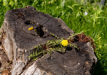 Flowers growing on an old tree stump in the forest.
