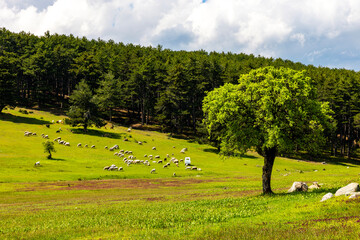 Kocayayla Plateau in Keles District. Bursa, Turkey. Beautiful Plateau of Bursa City.