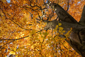Beech with autumnal leaf coloration
