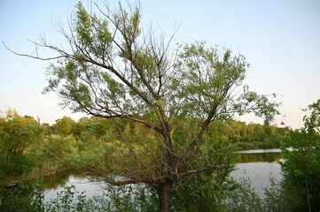 Obraz premium Serene tree by a tranquil lake.