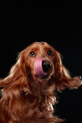 English cocker spaniel on black background, studio portrait